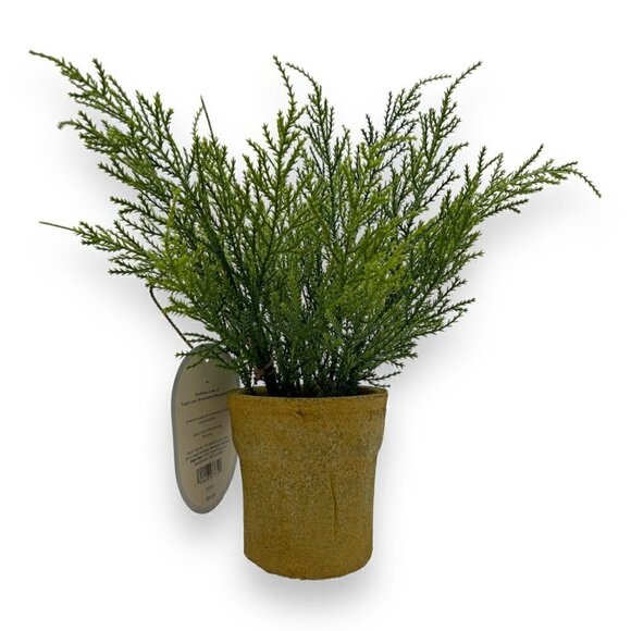 Studio McGee Small Potted Cypress - Threshold - Picture 5 of 7